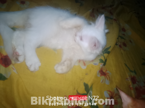 Persiyan male kitten